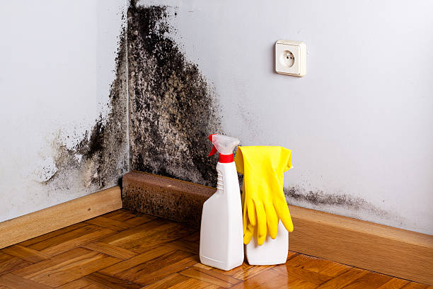 Best Water Damage Restoration  in Oakland, IA